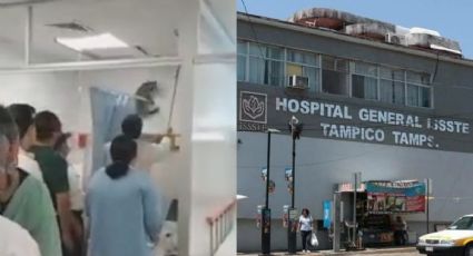 Mapaches “invaden” hospital del ISSSTE en Tampico