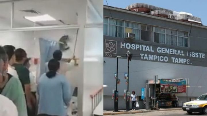 Mapaches “invaden” hospital del ISSSTE en Tampico