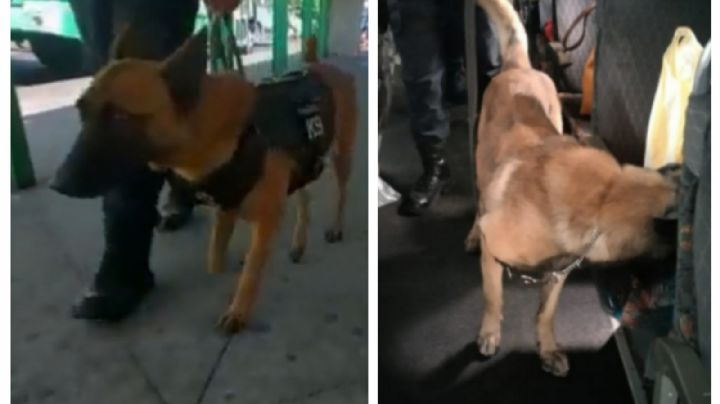 Molly, la perrita especialista en detección de narcóticos que apoya a la Policía Bancaria