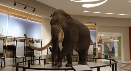 Museo del Mamut: AIFA ayudó a hallar nuevas especies prehistóricas