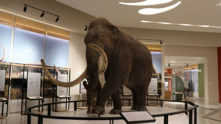 Museo del Mamut: AIFA ayudó a hallar nuevas especies prehistóricas
