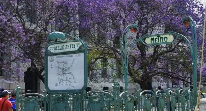 Primavera 2022: ¿por qué hay tantas jacarandas en la CDMX?