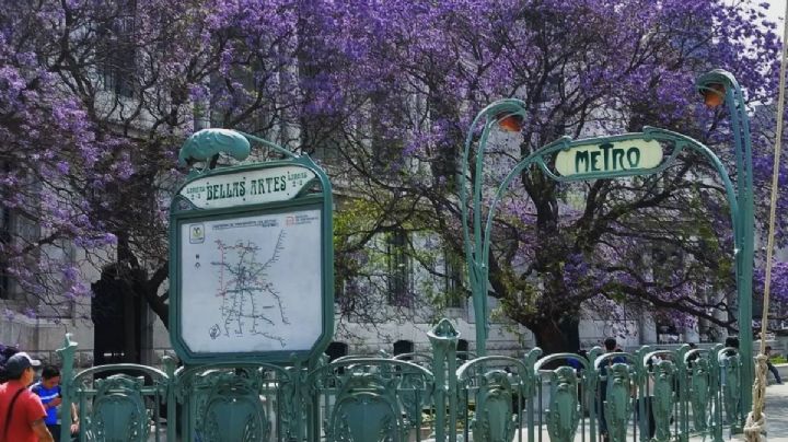 Primavera 2022: ¿por qué hay tantas jacarandas en la CDMX?