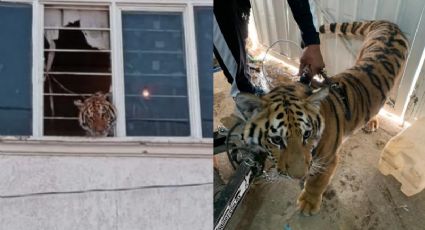 ¡Me pareció ver a un lindo gatito! Aseguran a tigre de una casa en Chimalhuacán