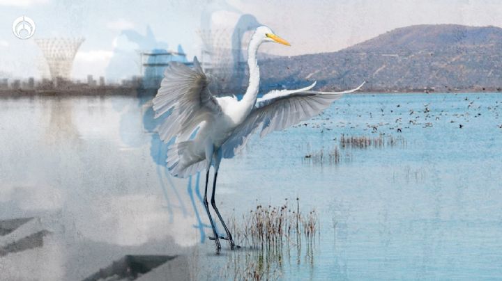 (FOTOS) Lago de Texcoco: Así será el parque ecológico en la antigua "casa" del NAIM