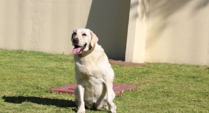 (FOTO) ¡Frida está sana y salva! Así luce hoy la perrita heroína del 19-S