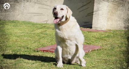 Frida, la heroína del 19-S: ¿Qué edad tenía en años perros y humanos?