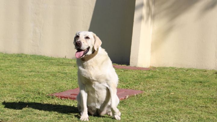 (FOTO) ¡Frida está sana y salva! Así luce hoy la perrita heroína del 19-S