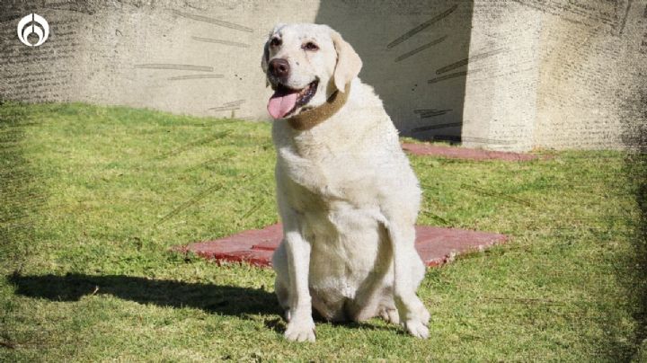 Frida, la heroína del 19-S: ¿Qué edad tenía en años perros y humanos?