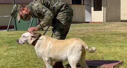 (VIDEO) Frida disfruta el retiro: Así llega la perrita heroína del 19-S a su cumpleaños 13