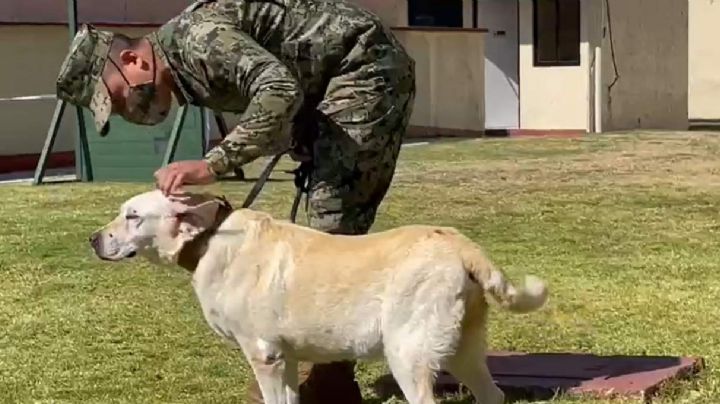 (VIDEO) Frida disfruta el retiro: Así llega la perrita heroína del 19-S a su cumpleaños 13