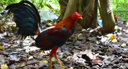 Masacre en Michoacán: Palenque fue sede de 40 peleas de gallos