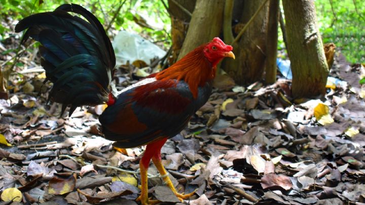 Masacre en Michoacán: Palenque fue sede de 40 peleas de gallos