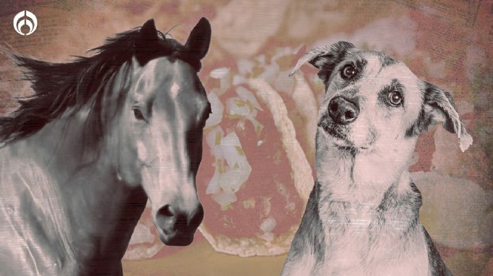 Día del Taco: ¿Están hechos de perro o caballo? 5 mitos urbanos del platillo