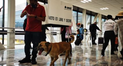 Revocación de mandato: ¿hasta los perritos votan? Lomito se cuela en casilla del AICM