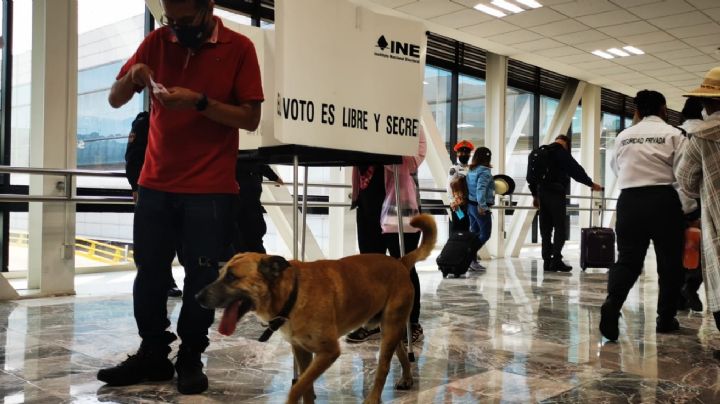 Revocación de mandato: ¿hasta los perritos votan? Lomito se cuela en casilla del AICM