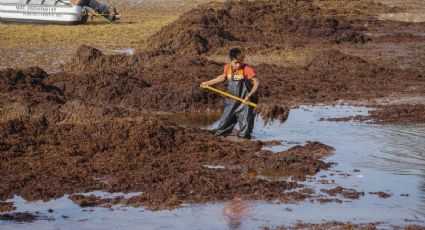 ¿Sargazo en la CDMX? Macroalga "está" en una calle de la capital