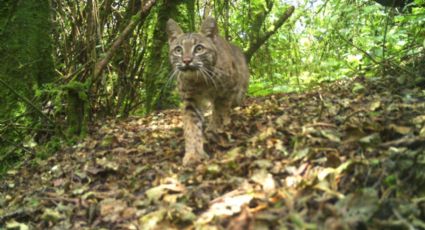 ¿Creías que tu gato era salvaje? Los linces son los grandes felinos de la CDMX