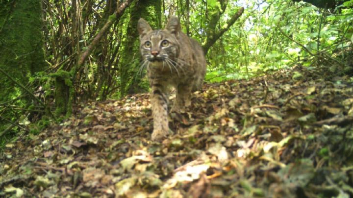 ¿Creías que tu gato era salvaje? Los linces son los grandes felinos de la CDMX