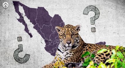 Tren Maya: ¿Cuántos jaguares quedan en México?