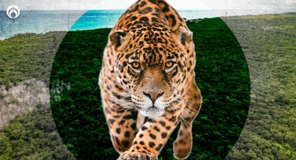 Tren Maya: Así será el Parque del Jaguar 'vecino' a la obra (FOTOS)