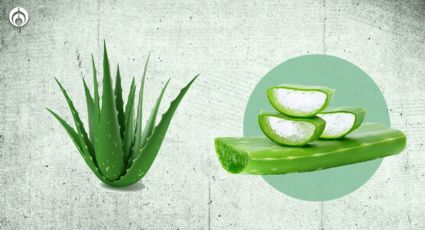 Cuidado de plantas: 5 tips para mantener tu aloe vera o sábila