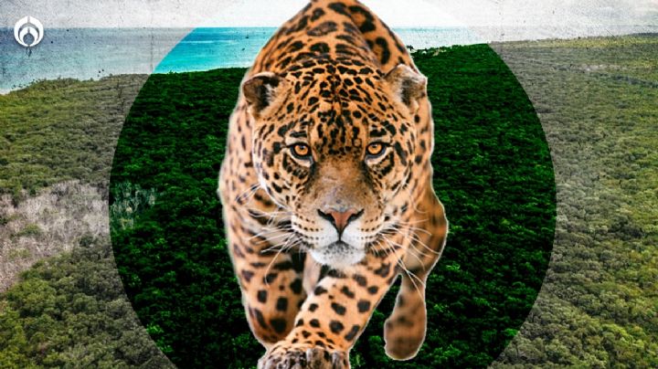 Tren Maya: Así será el Parque del Jaguar 'vecino' a la obra (FOTOS)