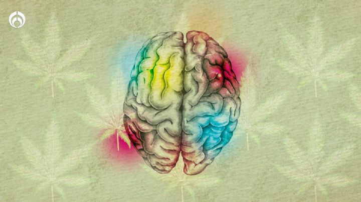 Día Mundial de la Mariguana: ¿Cómo afecta la cannabis nuestro cerebro?