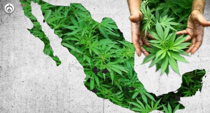 Día Mundial de la Mariguana: ¿Ya es legal o no en México? Te explicamos