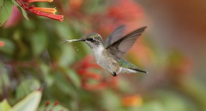 ¿Los colibrís producen miel como las abejas?