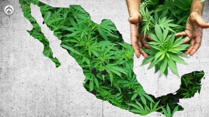 Día Mundial de la Mariguana: ¿Ya es legal o no en México? Te explicamos