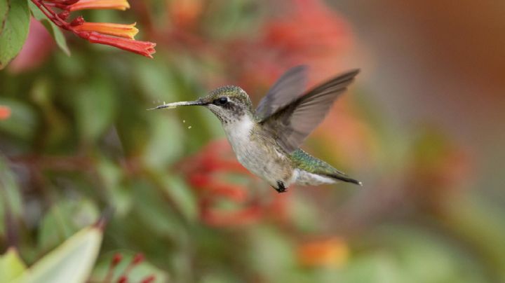 ¿Los colibrís producen miel como las abejas?