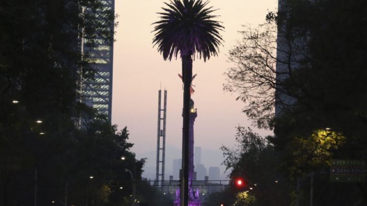 ¡Adiós, palmera! La Palma de Reforma será retirada este domingo, ¿por qué?