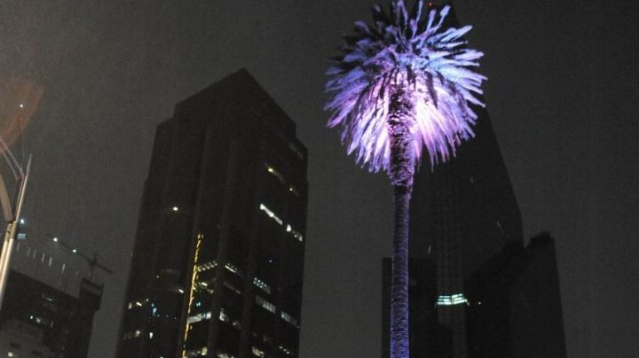 Glorieta de la palma: ¿De dónde es originaria la palmera que aguantó vivir 100 años en CDMX?