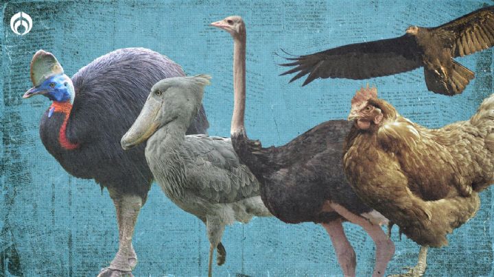 Día Internacional de la Madre Tierra: 5 dinosaurios que siguen vivos actualmente