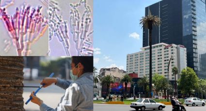 Glorieta de la Palma en Reforma está moribunda: ¿qué enfermedad tiene?