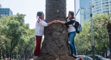 Glorieta de la Palma: ¿A qué hora y cómo la retirarán tras más de 100 años de adornar Reforma?