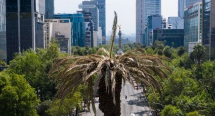 Glorieta de la Palma: esto es lo que harán con la palmera cuando la retiren