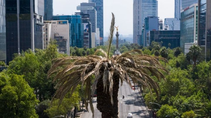 Glorieta de la Palma: esto es lo que harán con la palmera cuando la retiren