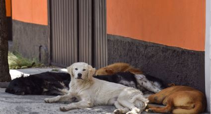 ¡Con los 'lomitos' no! Detienen a 2 personas por vender tacos de perro en Metro Tacubaya