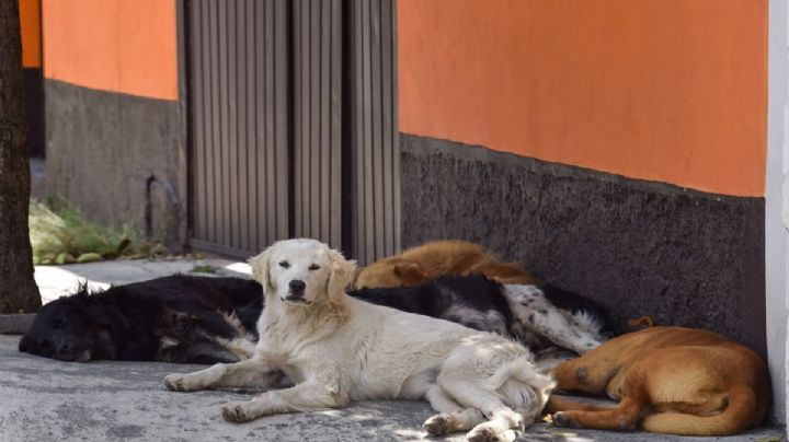 ¡Con los 'lomitos' no! Detienen a 2 personas por vender tacos de perro en Metro Tacubaya