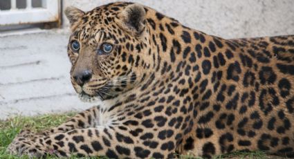 Es momento de fortalecer los centros para la conservación e investigación de la vida silvestre: Partido Verde