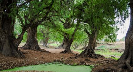 Glorieta de la Palma: ¿cuánto vive un ahuehuete y por qué son históricos?