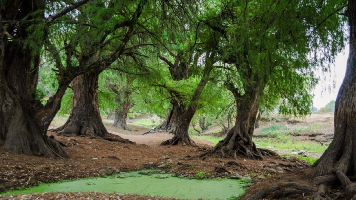 Glorieta de la Palma: ¿cuánto vive un ahuehuete y por qué son históricos?