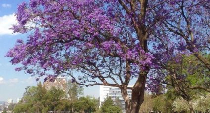 Glorieta de la Palma: ¿Cuánto vive una jacaranda y cuál es su origen?