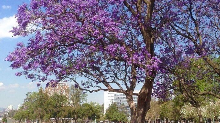 Glorieta de la Palma: ¿Cuánto vive una jacaranda y cuál es su origen?