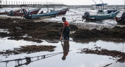 Sargazo 'ahoga' a Quintana Roo: nivel de alerta es 'excesivo' (FOTOS)