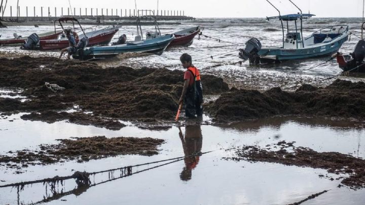 Sargazo 'ahoga' a Quintana Roo: nivel de alerta es 'excesivo' (FOTOS)