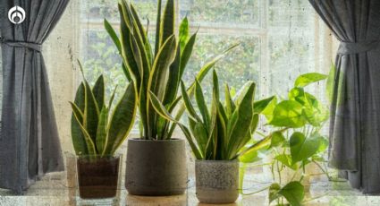 Plantas para interiores: Esta planta te ayudará a limpiar el aire de tu casa