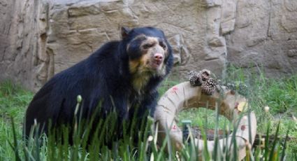 Murió "Carlos", uno de los osos de anteojos más longevos del Zoológico de Chapultepec